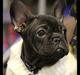 Fransk bulldog Agnes