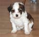 Chinese crested powder puff Chantilly