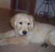 Golden retriever rocki