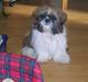 Shih tzu futte