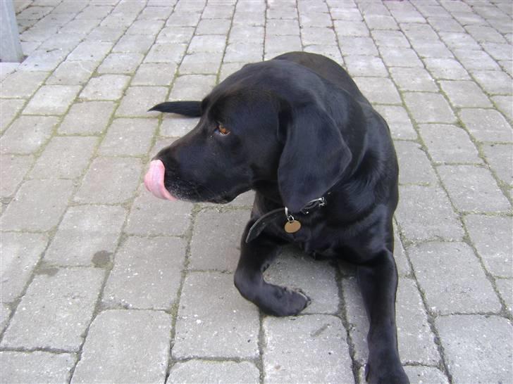 Labrador retriever Simba [himmelhund] - Mm, nu kommer der vist mad billede 15