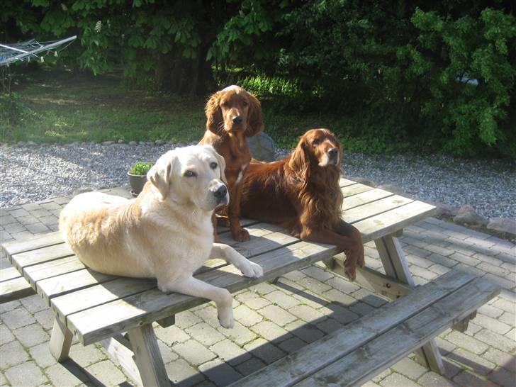 Irsk setter Kragereden Mackenzie billede 1