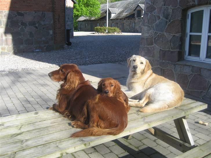 Irsk setter Kragereden Mackenzie billede 2