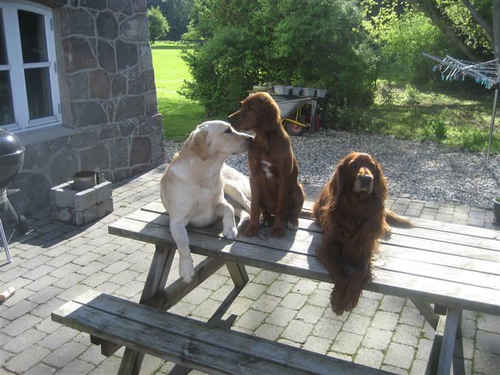 Irsk setter Kragereden Mackenzie billede 3