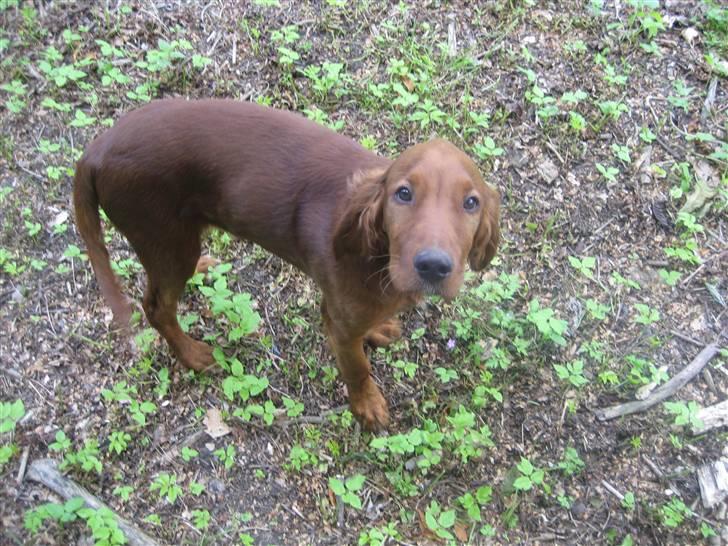 Irsk setter Kragereden Mackenzie billede 4