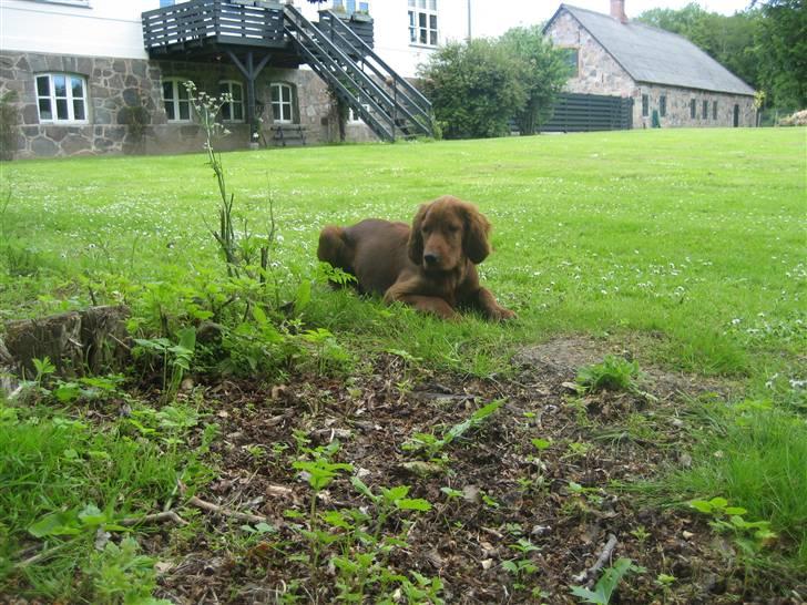 Irsk setter Kragereden Mackenzie billede 5