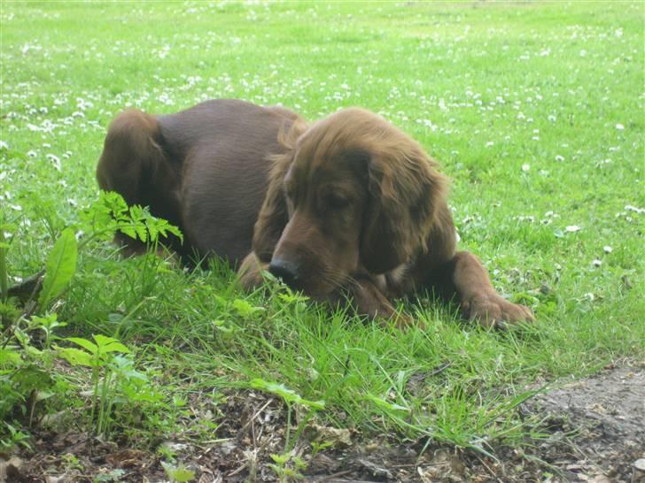 Irsk setter Kragereden Mackenzie billede 6