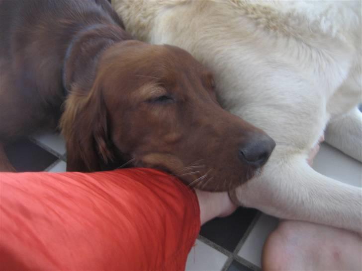 Irsk setter Kragereden Mackenzie billede 7