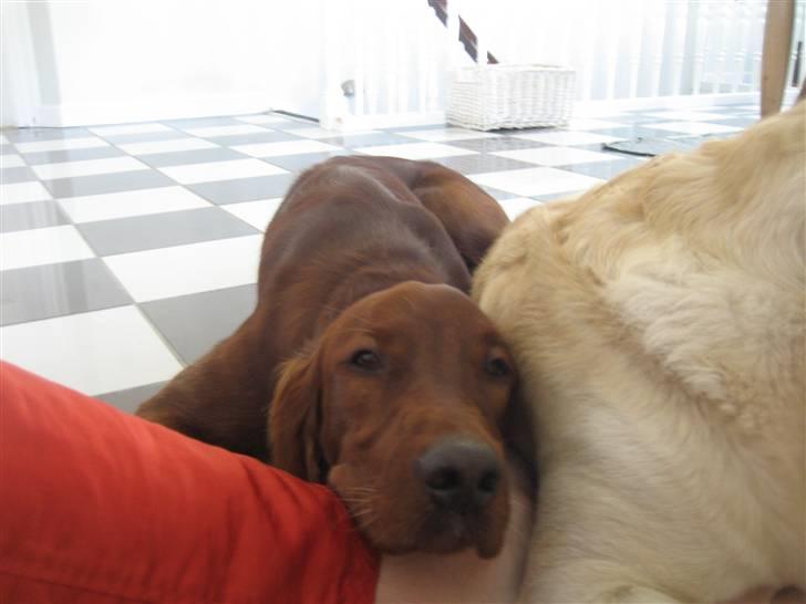 Irsk setter Kragereden Mackenzie billede 8