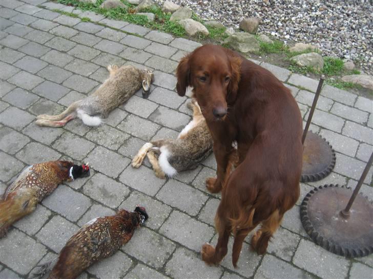 Irsk setter Kragereden Mackenzie billede 9