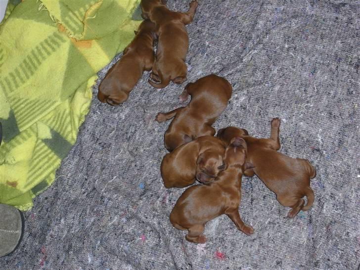 Irsk setter Kragereden Mackenzie billede 10