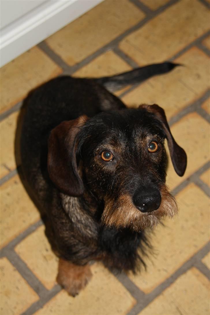 Gravhund Conrad  billede 10