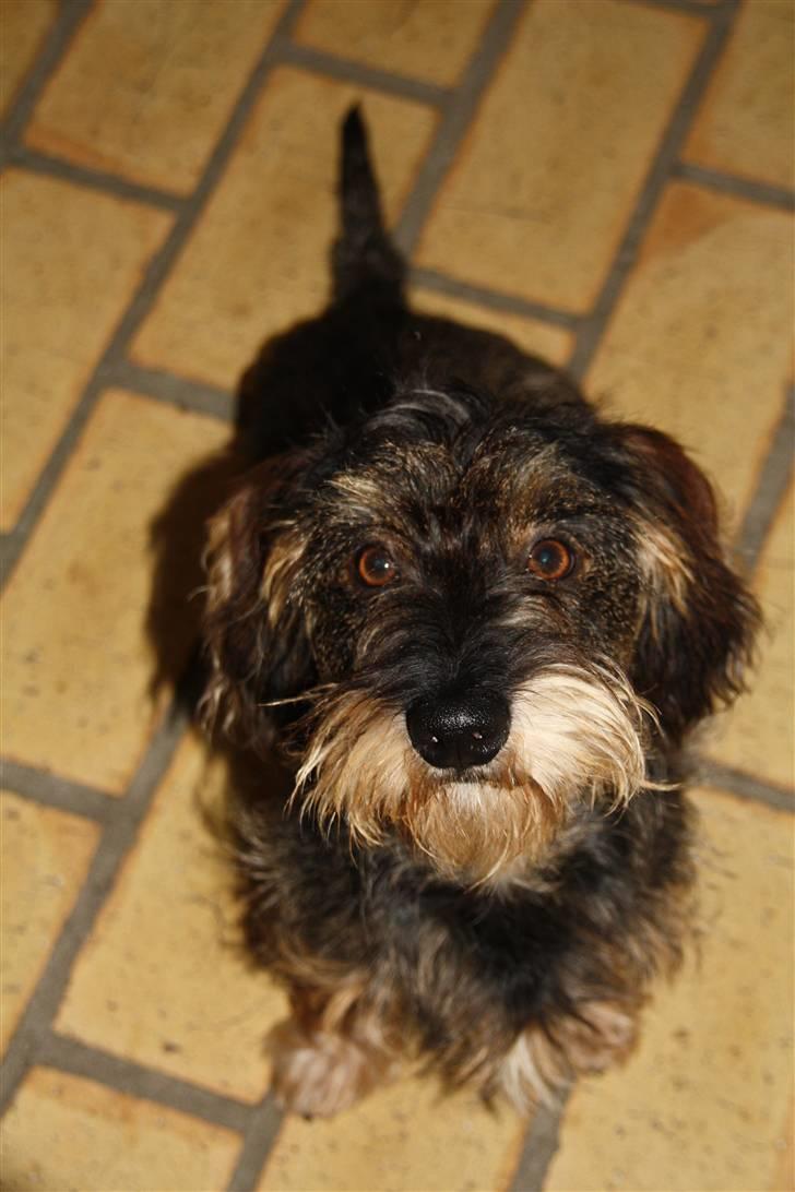 Gravhund Marinus billede 10