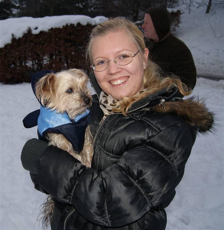 Yorkshire terrier Mulle † DØD 1.6.2011 † billede 1