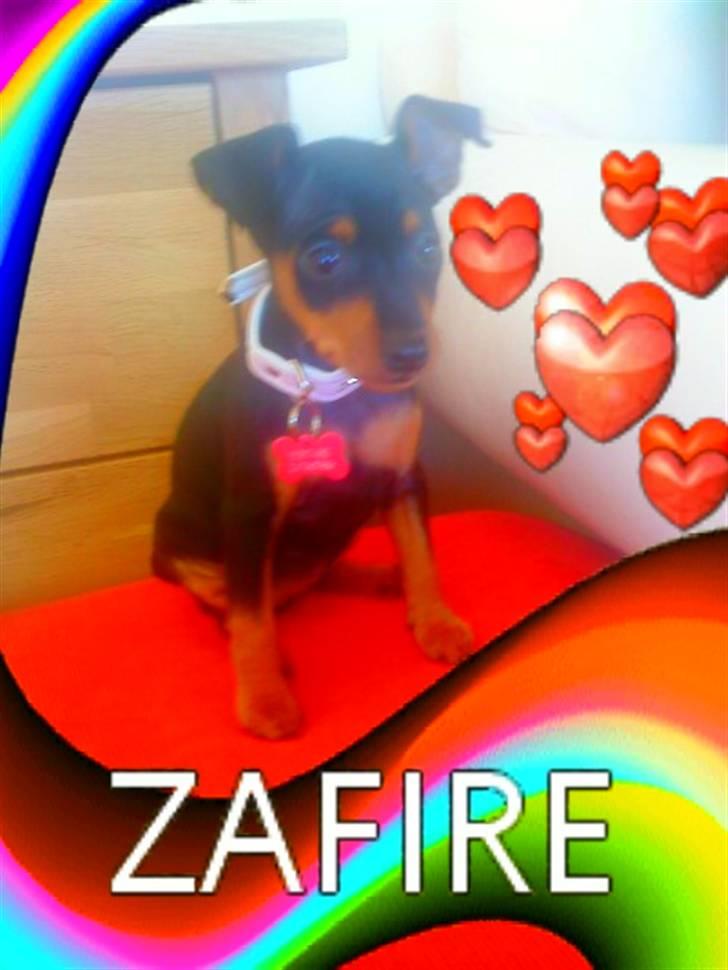 Dvaergpinscher Zafir - er jeg ikke søde billede 12
