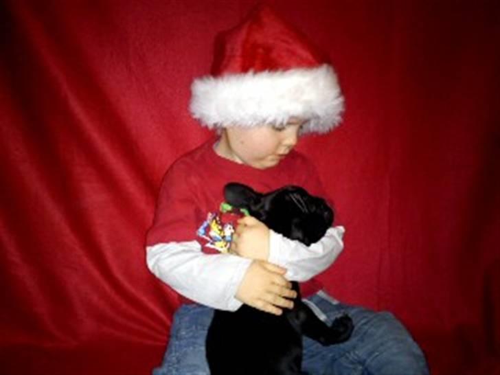 Fransk bulldog Bella billede 15