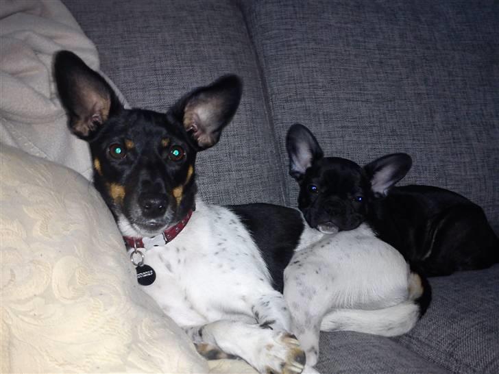 Fransk bulldog Bella billede 16