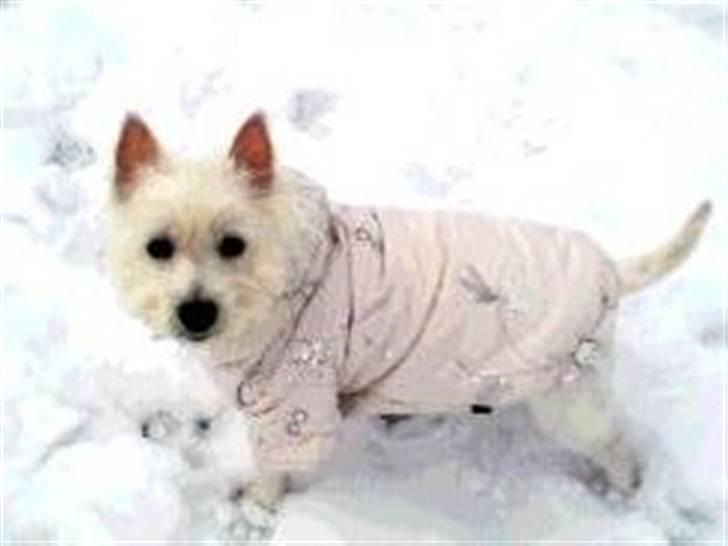 West highland white terrier Cleo - Ice Princess billede 2