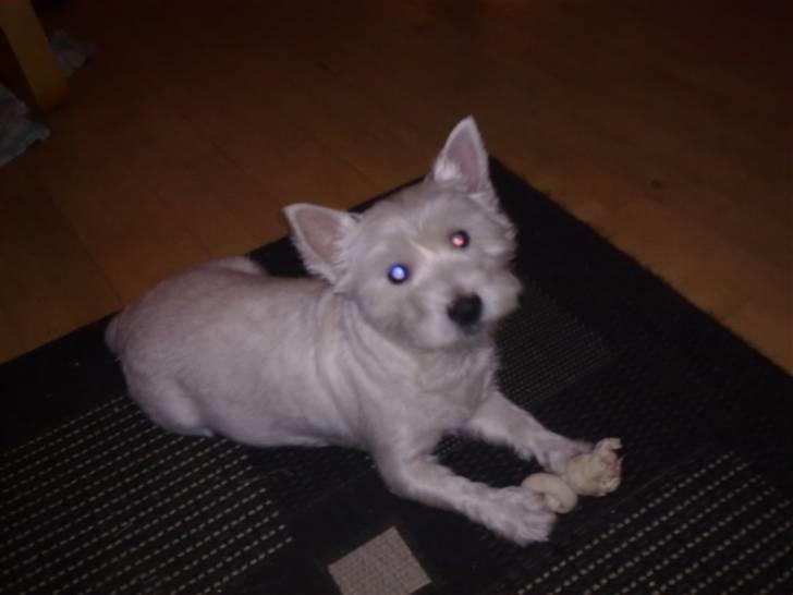West highland white terrier Cleo - Cleo med tygge ben billede 4