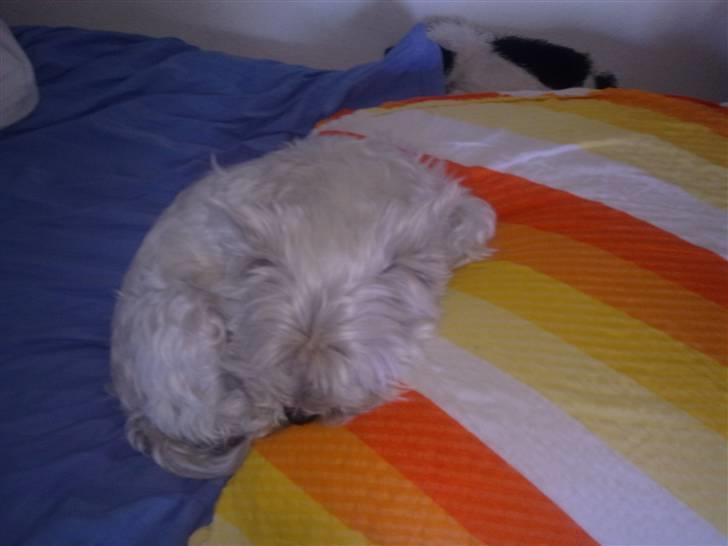 West highland white terrier Cleo - Det er MIN seng billede 5