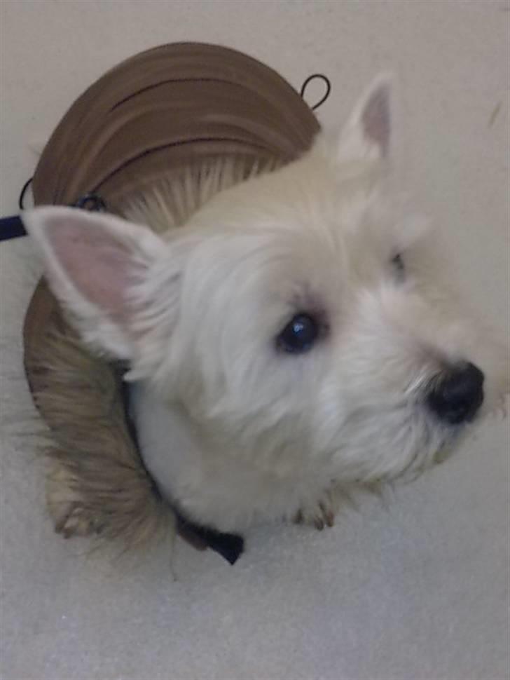 West highland white terrier Cleo - Sov sødt elskede Cleo. Det sidste billede billede 1