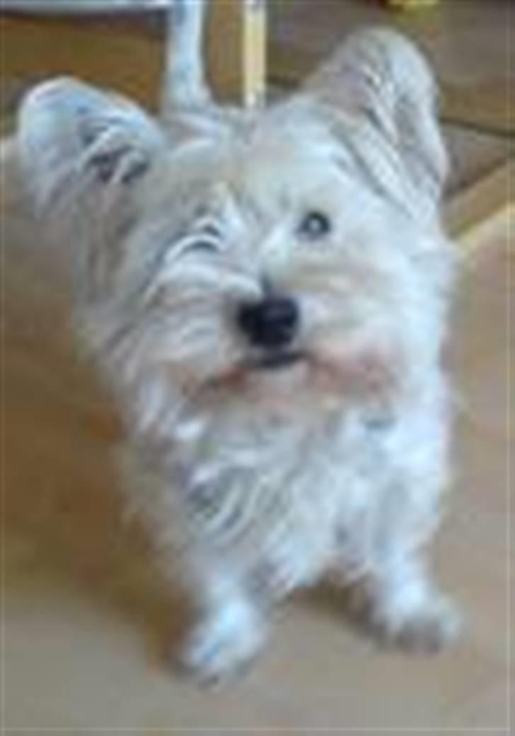 West highland white terrier Cleo - på tide at blive klippet billede 9