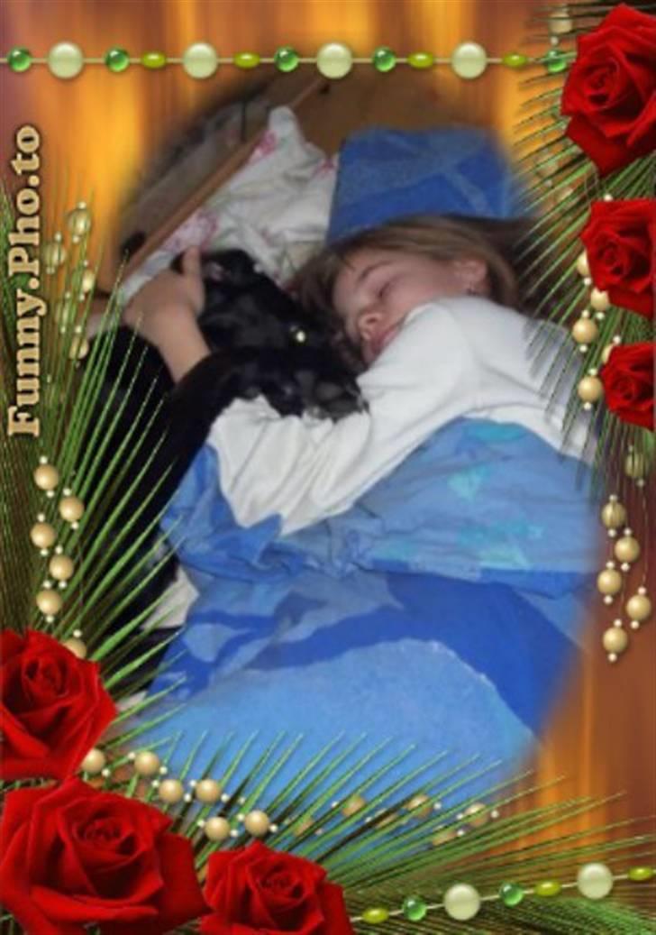 Labrador retriever Basse - her ligger jeg gode billede 14