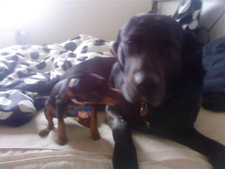 Labrador retriever Basse - hii hvor er jeg trat at min lille søster køser mig billede 15