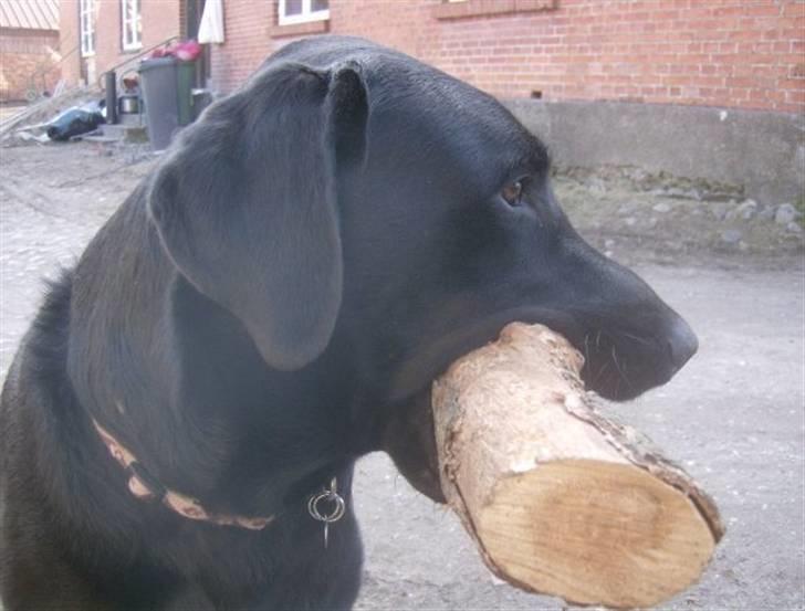 Labrador retriever Fluffy billede 1