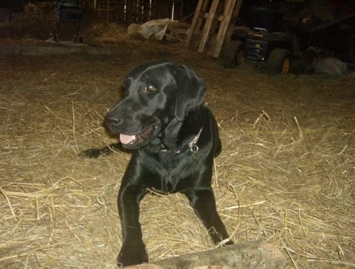 Labrador retriever Fluffy billede 2