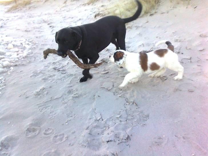 Labrador retriever Fluffy billede 3