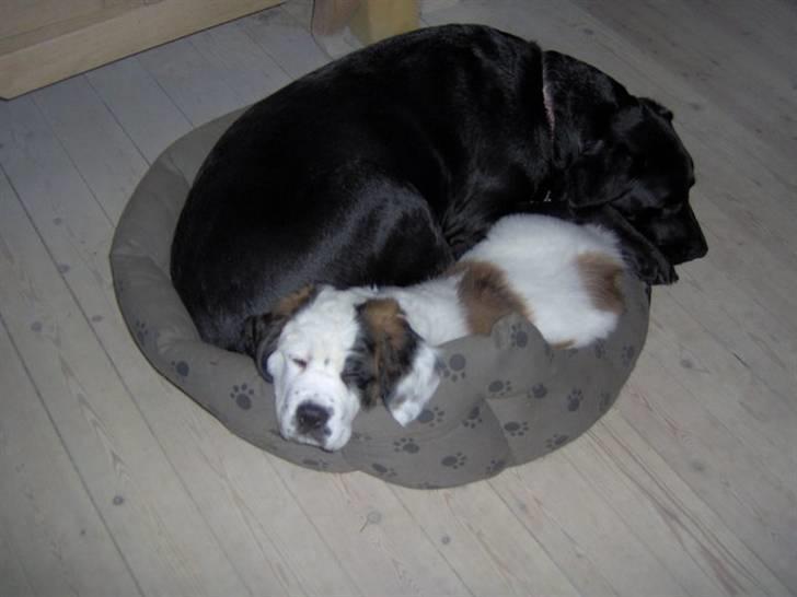 Labrador retriever Fluffy billede 4