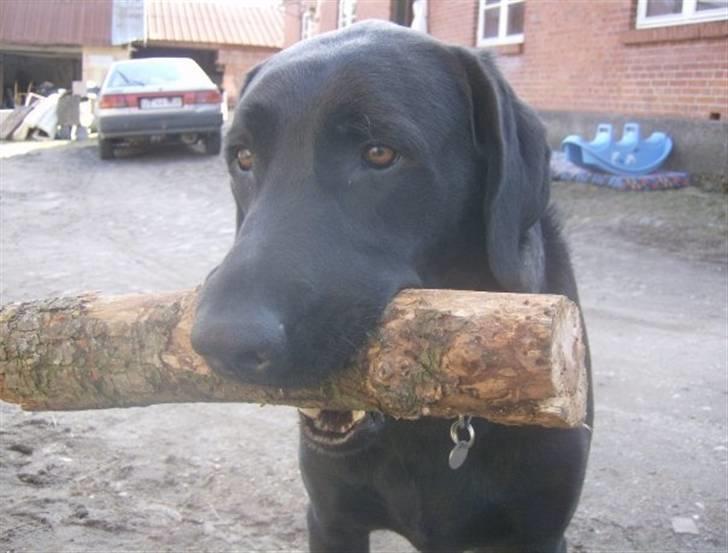 Labrador retriever Fluffy billede 5