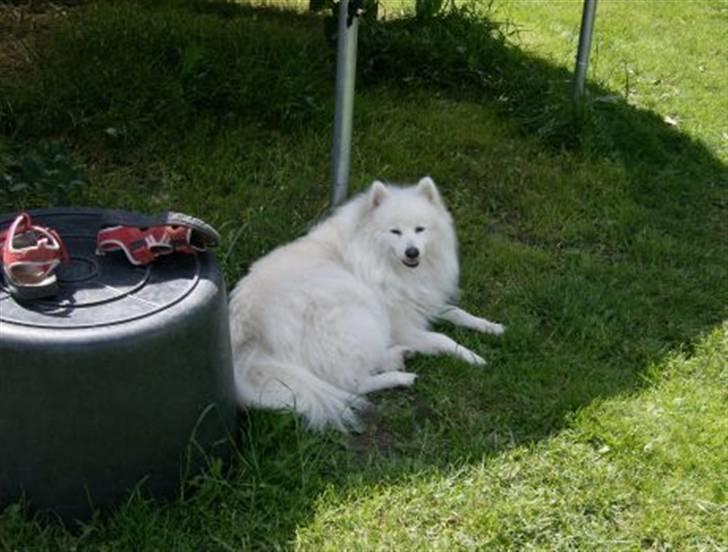 Japansk spids Marco´s kubo Mickey billede 1