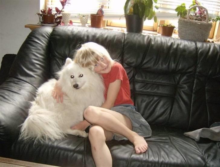 Japansk spids Marco´s kubo Mickey billede 2