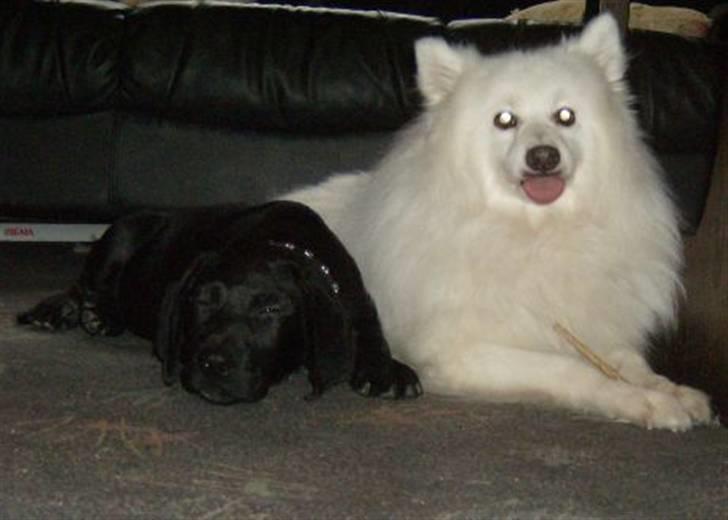 Japansk spids Marco´s kubo Mickey billede 3