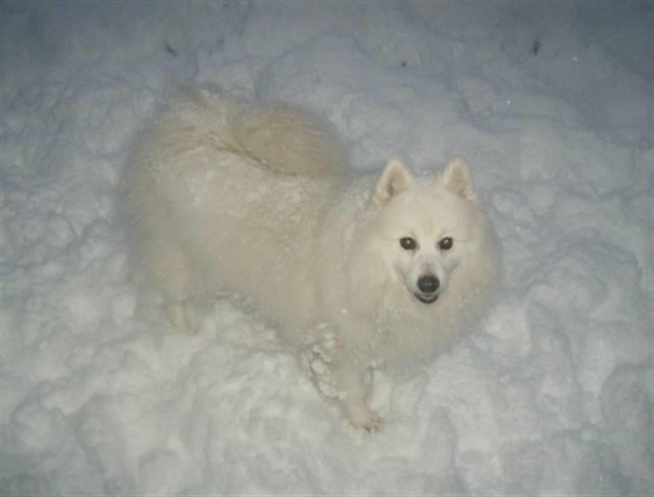 Japansk spids Marco´s kubo Mickey billede 4