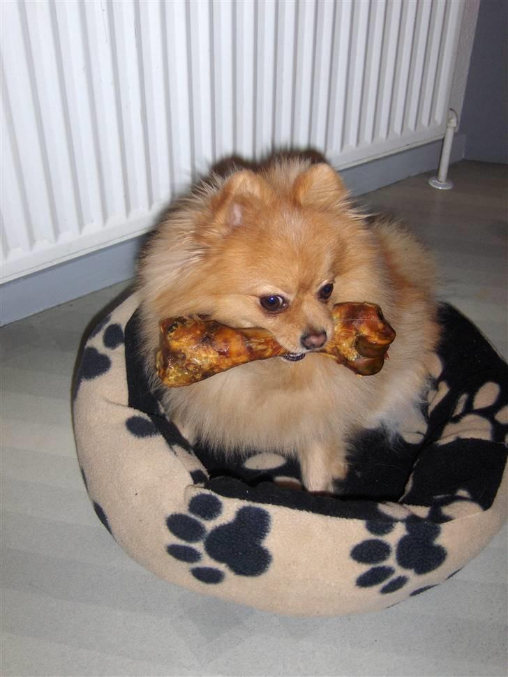 Pomeranian Svendsen - Adventsgave fra mormor og morfar.. julen 2010 billede 18