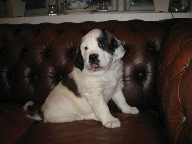 Blanding af racer Cleo billede 1