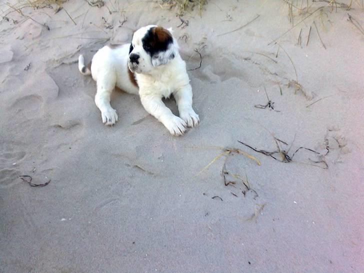 Blanding af racer Cleo billede 2