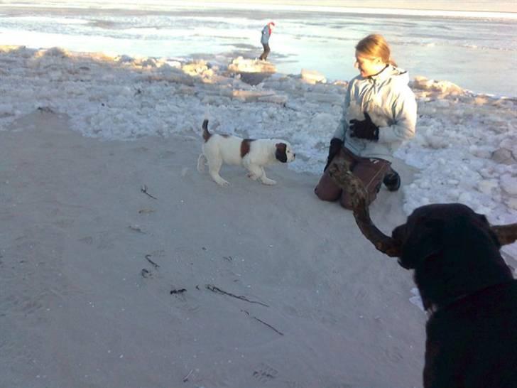 Blanding af racer Cleo billede 3