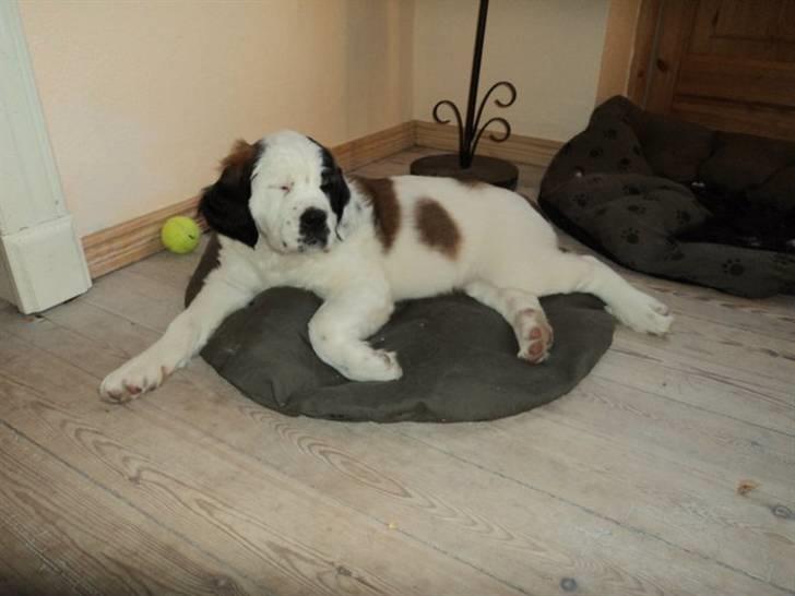 Blanding af racer Cleo billede 4