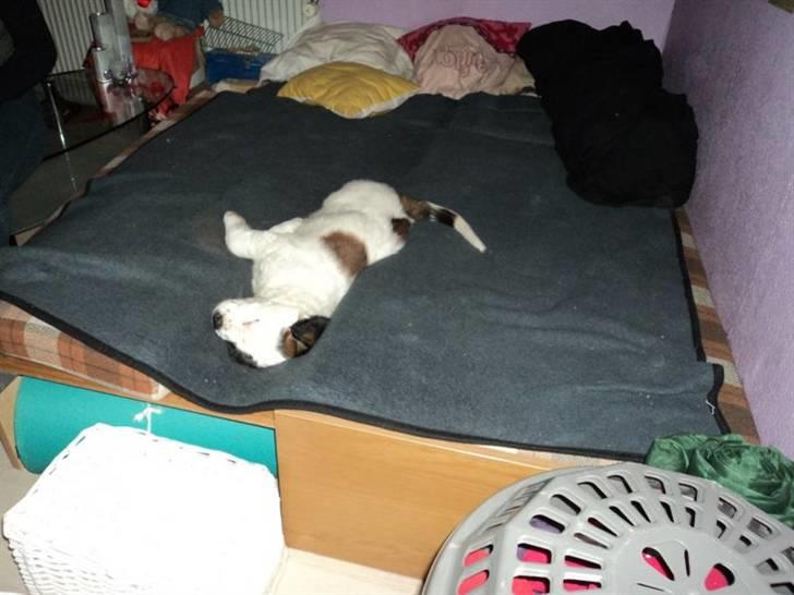 Blanding af racer Cleo billede 5