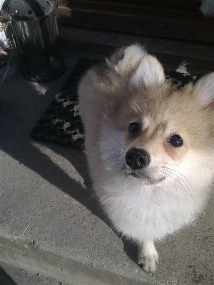 Pomeranian Malou  billede 5