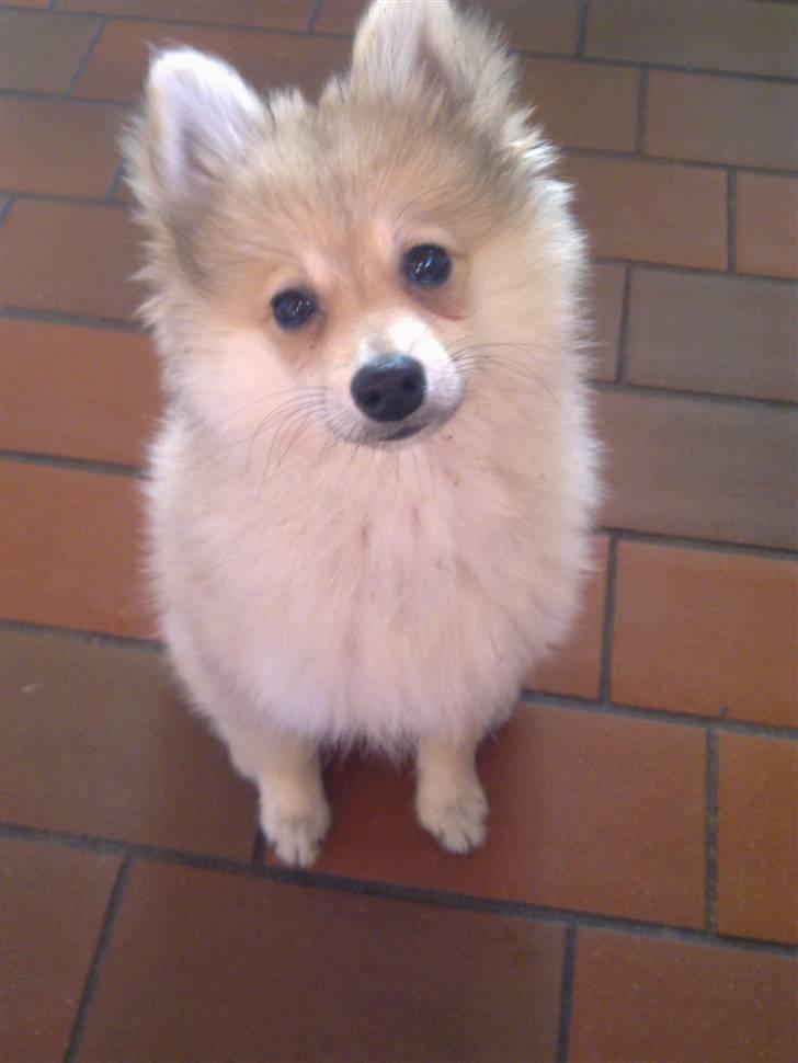 Pomeranian Malou  billede 6
