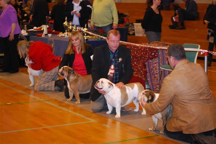 Engelsk bulldog Ziva - juleudstilling:exelent 1 winner,best female,cert,bim. billede 14