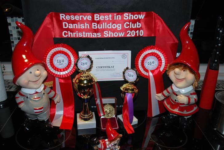 Engelsk bulldog Ziva - dagens høst juleudstilling billede 15