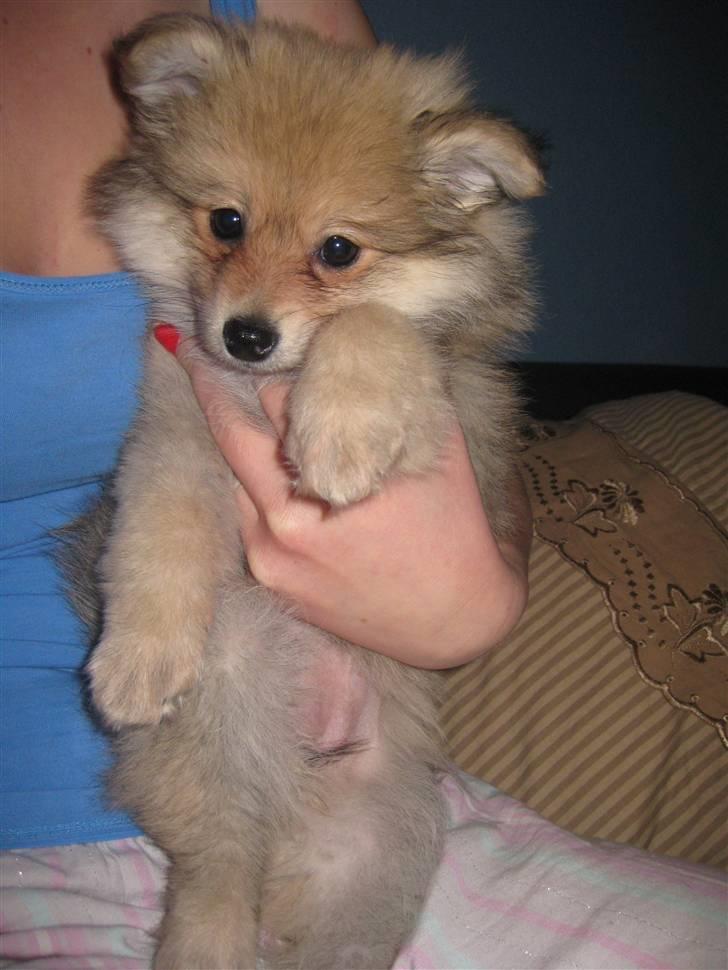 Pomeranian Malou  billede 7