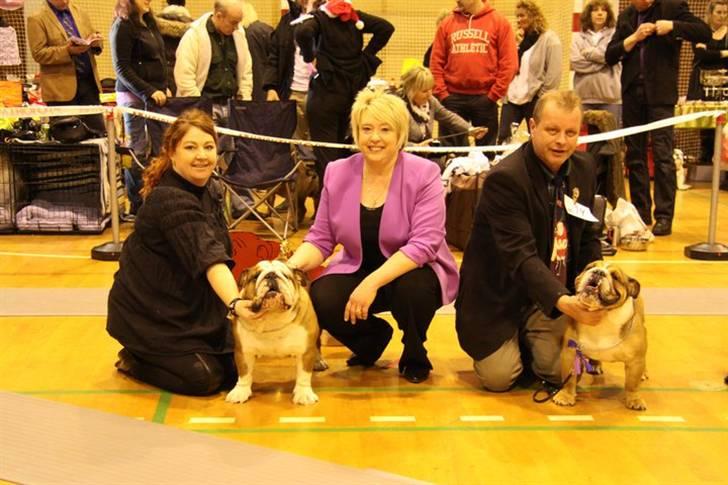 Engelsk bulldog  Asger - Juleudstilling exelent 2 winner billede 15