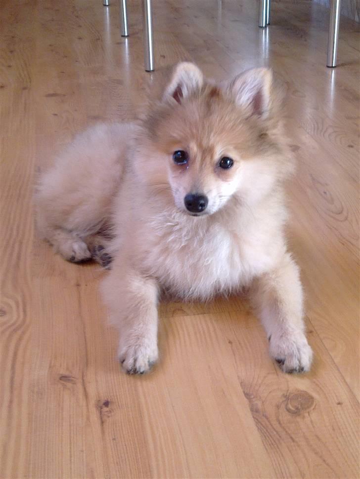 Pomeranian Malou  billede 8